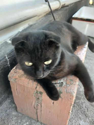 ветеринары: Котята и кошки — домашние любимцы - В помёте есть котёнок с голубыми — 2