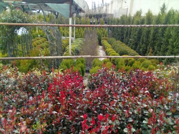 xari bulbul sekilleri yukle: Саженцы растений at lalafo.az xari bulbul sekilleri yukle: Саженцы растений