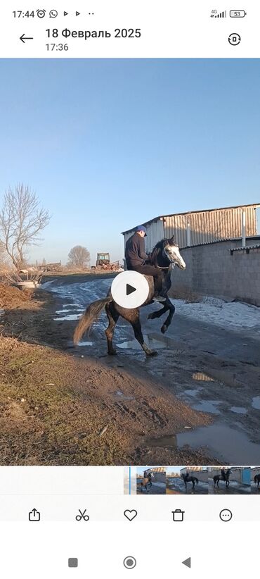 куры несушк: Айгыр сатылат жазга 4 жаш Буту колу таза курч айгыр