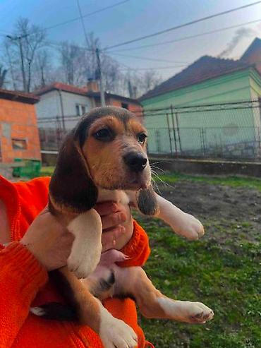 Psi: Bigl štenci Prodajem prelepe rasne štence rase Bigl, oštenjene — 13