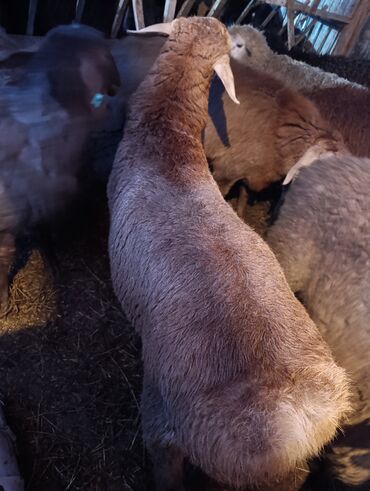 Бараны, овцы: Продаю | Овца (самка) | Для разведения | Матка — 5