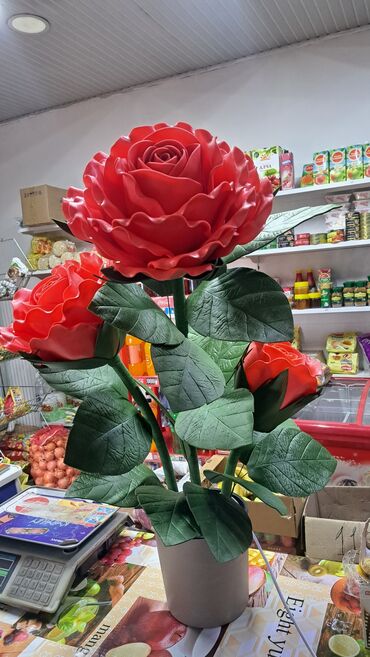 Комнатные розы: Комнатные розы — 7