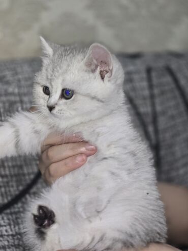 британская кошка серебристая шиншилла: Британская короткошёрстная, 2 месяца, Мальчик, Серебристая шиншилла, Приучена к лотку