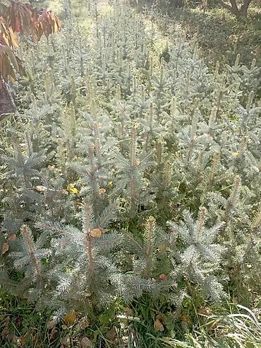 хвойные саженцы: Ель голубая (Picea pungens, «голубая ель») — сеянцы/подрост в открытом — 3
