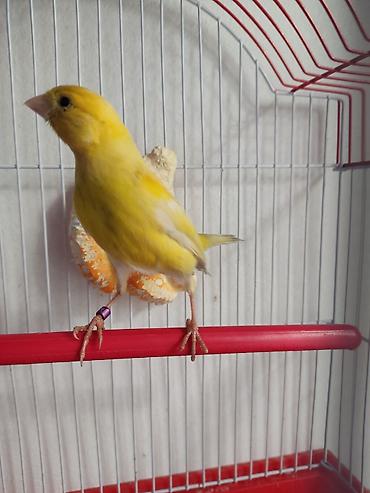 Птицы: Канарейки, попугаи, амадины, голуби! По адресу Абдрахманова315 — 8