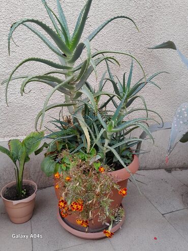 çiya toxumu ile ariqlamaq: 8 illik aloe-dərman bitkisidir. Kosmetik vasitələrin hazırlanmasında