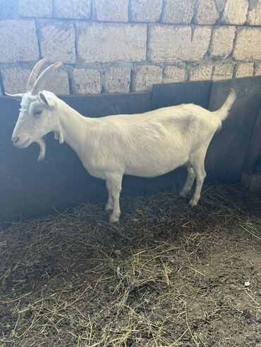 Inəklər, öküzlər: Dişi, il: 2, 60 kq, Südlük, Ünvandan götürmə