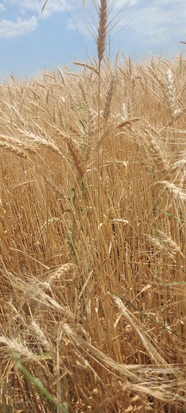 427 объявлений | lalafo.kg: Продаю пшеницу из под комбайна, урожай этого года