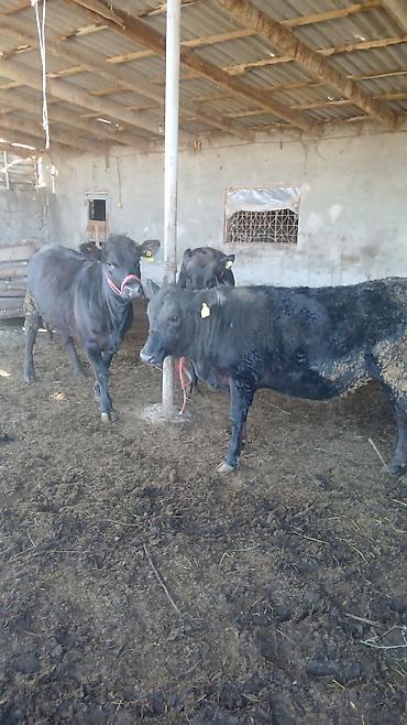 Коровы, быки: Продаю | Бык (самец) | На откорм | Привязанные — 4