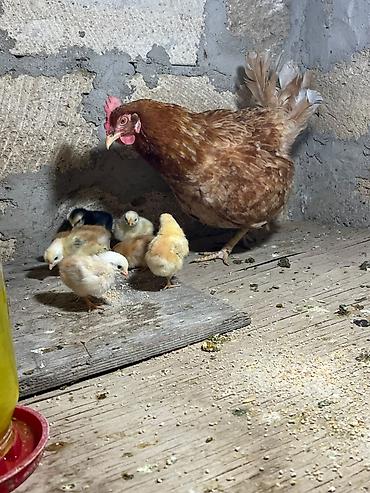quba heyvan satisi: Ana balalar ilə bir yerdə satılır
1Ana 7 bala balalar 4günlükdü — 1