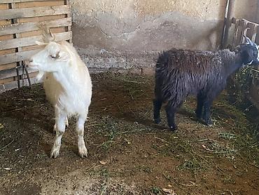 Продам с/х животных: Продаю | Козёл (самец), Козлёнок | Полукровка | На забой | Племенные — 7