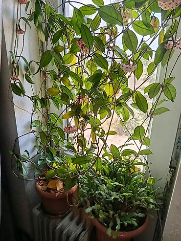 hoya gulu: Hoya carnosa (Vaxtı-vaxtında çiçəkləyən mum gül) – sarmaşıq tipli otaq — 4