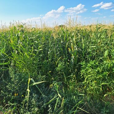 трактор в беларуси купить: Продаю кукурузу на силос