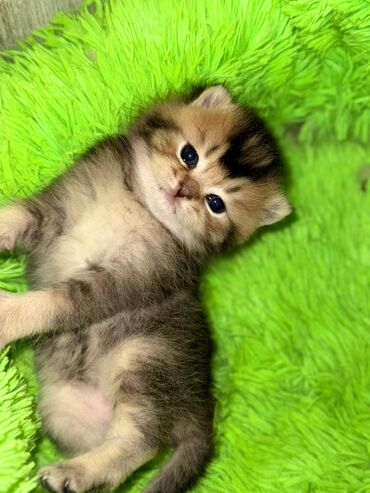 отдам котенка в добрые руки: Британская короткошёрстная, 1 месяц, Мальчик, Золотая шиншилла, Приучена к лотку, Проглистована, С прививками