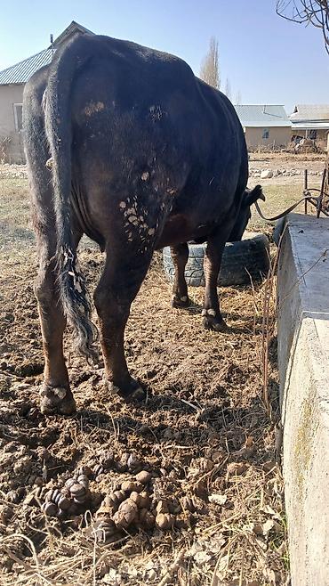 Коровы, быки: Продаю | Корова (самка) | Для разведения | Стельные — 8