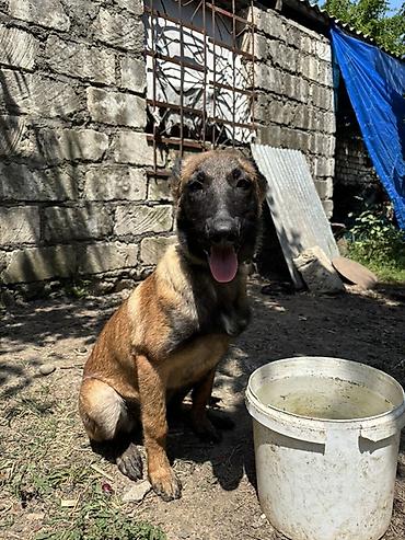 İtlər: Belçika Malinua (Belgian Malinois) balası - Aktiv, ağıllı və — 2