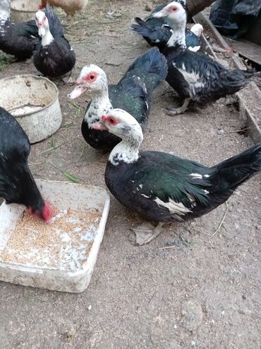 Ördəklər: Ördəklər — 3