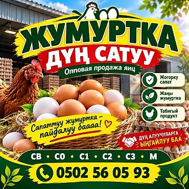 кофе зерновой оптом цена: Оптовая продажа куриных яиц. - Свежие яйца из птицехозяйства - — 1