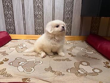 pes alım satım: Pekines, 1 ay, Erkək, Sənədli, Ünvandan götürmə, Pulsuz çatdırılma — 4