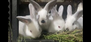 кролики фландеры: Сатам | | Калифорния | Көбөйтүү үчүн | Асыл тукумдуу