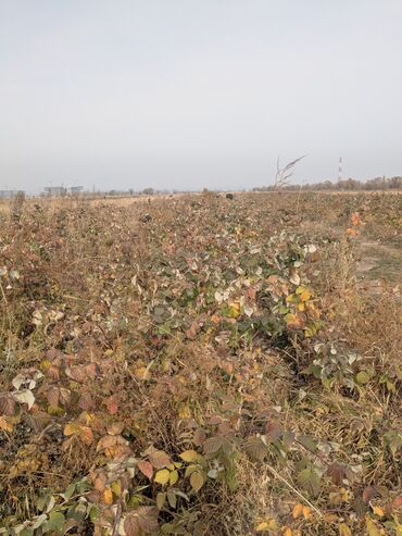 хранения: 40 соток