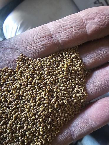 Семена льна: Семена люцерна,очищенный,магниченый,8летка Оптом и в розницу at lalafo.kg — 5 Семена льна: Семена люцерна,очищенный,магниченый,8летка Оптом и в розницу — 5