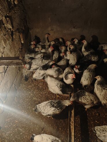 bmw 3 серия 325ti at: Satılır: 2 Ayliq Selebrsiz Cuceleri /toyuqlar qrupu Sağlam və baxımlı