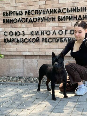 акустические системы bluedio колонка в виде собак: Бульдог, 2 жаш, Ургаачы, Эмделген, Ит тегин тастыктоочу документ