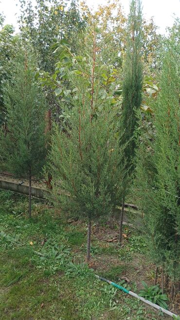 бачок для унитаза: Thuja/ardıc tipli həmişəyaşıl dekorativ iynəyarpaqlı ağaclar -