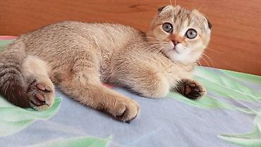 корниш рекс: Пропала Шотландская вислоухая кошка (Scottish Fold) - Окрас: теплый — 3