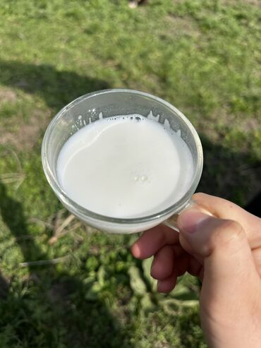 тянь шань 5: Кымызолечение в чон кемине🤗 -5 разовое кобылье молоко -3 разовое