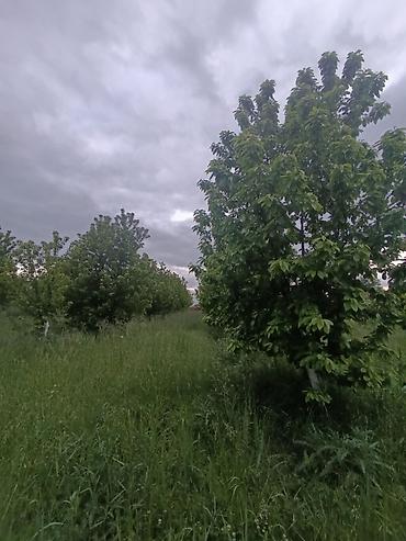 quba 5 sotlar: 35 sot, Kənd təsərrüfatı, Maklerlər narahat etməsin, Kupça (Çıxarış) — 4