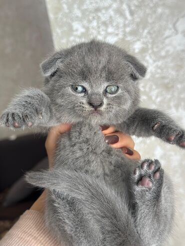 Pişiklər: Britan -da lalafo.az — 10 Pişiklər: Britan — 10