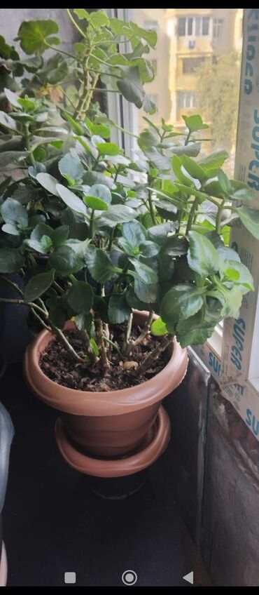 Otaq bitkiləri: Məhsul: Otaq gülləri (saksıda) Təsvir: - Şəkillərdə müxtəlif — 8