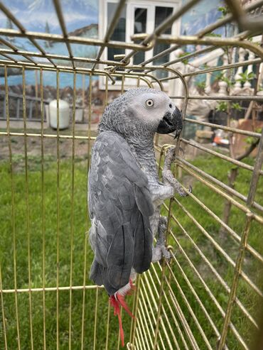 бойцовые птицы: Папугай жако + клетка