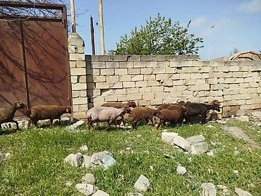Qoyunlar, qoçlar: Qoyun sürüsü satılır Salam 5 qoyun 5 qüzû satılır ünvan novxanı cavan — 8