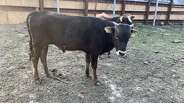 Коровы, быки: Продаю | Бык (самец) | На откорм — 3