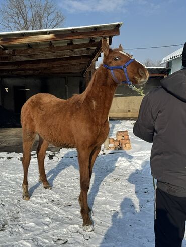 Лошади, кони: Продаю | Жеребенок | Для разведения | Племенные — 3