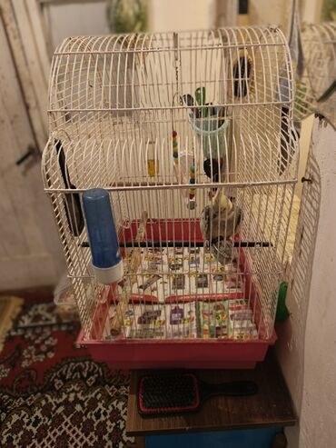 Tutuquşları: Nymph parakit (cockatiel) – boz-sarı rəngli, başında sarı çələk və — 10