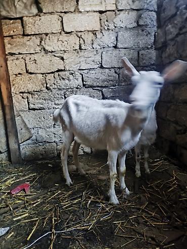 keci heyvan: Süd və ət istiqamətində saxlanılan ağ və boz rəngli keçilər dəsti — 1