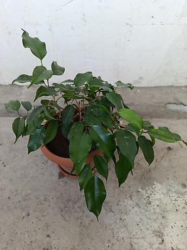 benjamin: Fikus Benjamina – otaq bitkisi - Növ: Ficus benjamina (Benjamen — 2