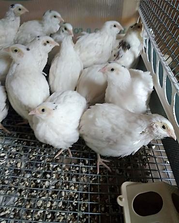 ordəy yumurtası: Texas Bildirçini həm yumurta həm damazlıqa tam əlverişli quşlardır — 1