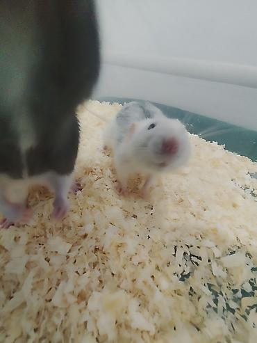 Крысы: 🐭 Дамбо Продаются два мальчика-крысы! 🖤🤍 Очень активные, ручные, милые — 5