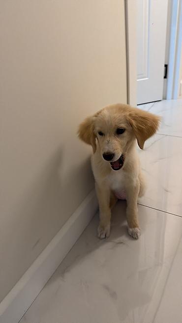 golden retriever satılır: Retriever, 5 ay, Dişi, Peyvəndli — 5