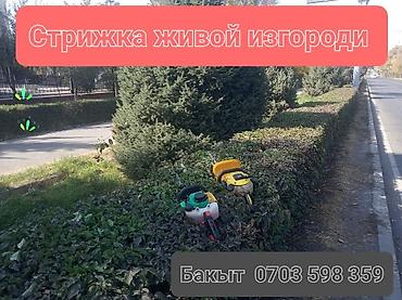 саженцы елки: Саженцы и декоративные посадки для сада и двора. Предлагаются: - — 4