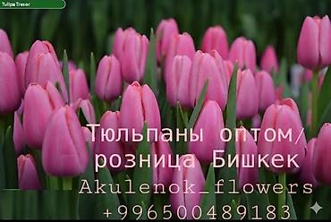 Букеты из живых цветов: Дорогие друзья! В продаже голландские тюльпаны выращенные в наших — 1