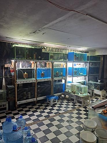 hava matoru: Dördbucaq akvarium, Boş, 100 l, Ünvandan götürmə — 2