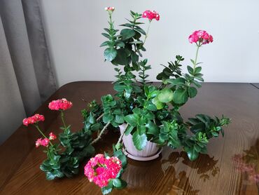 Драцены и Сансевиерии: Домашние и комнатные цветы в горшках. Герань, Алоэ, долларовое дерево — 12