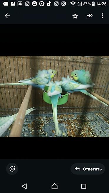 Tutuquşları: Bir ədədi -100-azn 150 azn aq rəydə olanlar qiymət fərqli hazır -da lalafo.az — 23 Tutuquşları: Bir ədədi -100-azn 150 azn aq rəydə olanlar qiymət fərqli hazır — 23