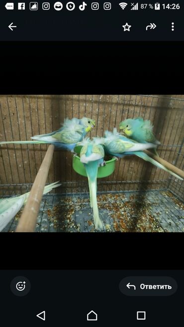 Tutuquşları: Yaponiclər cüt 50-60-70 azn — 11